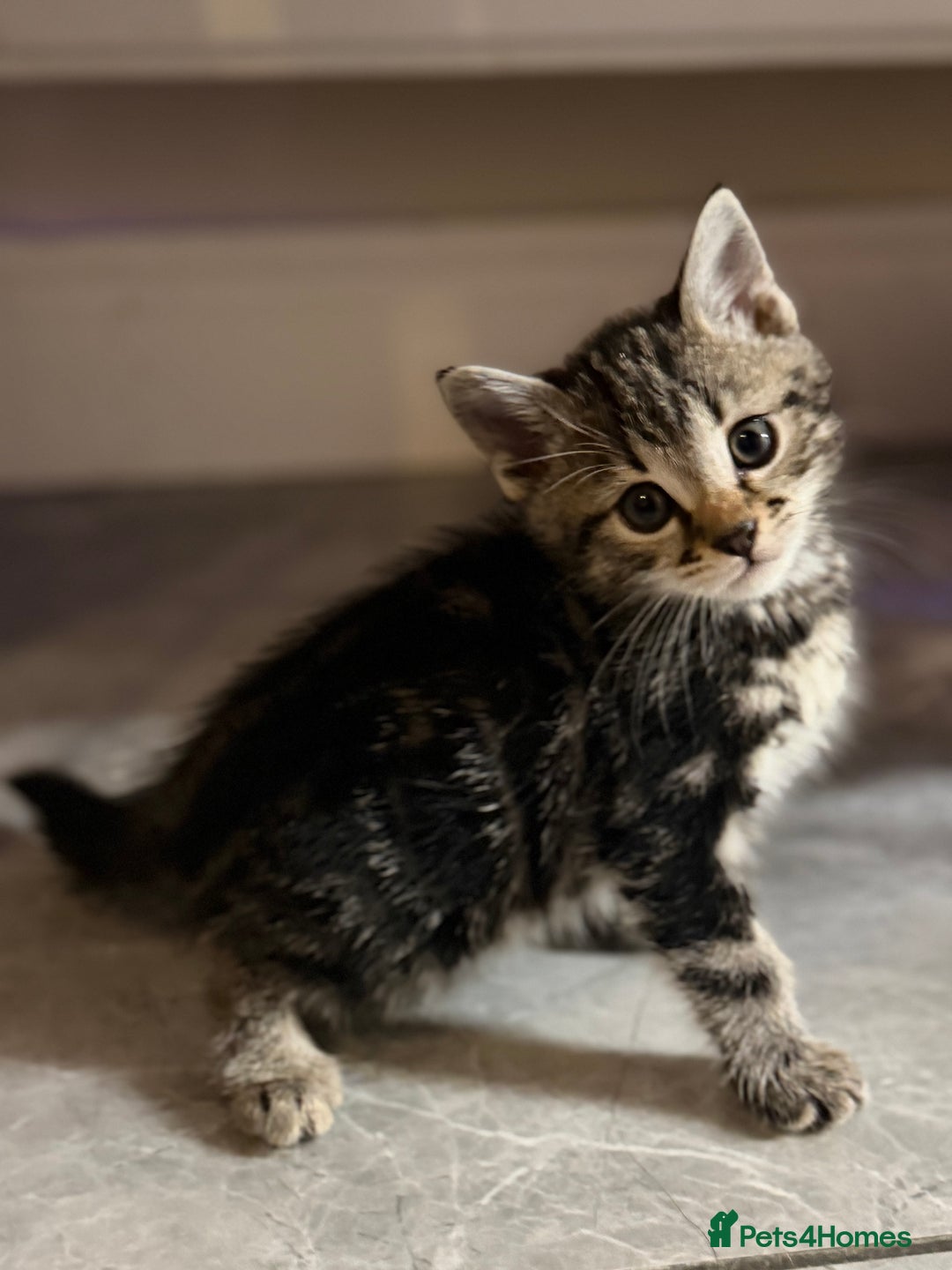 Bengal cats for sale: Adorable kittens for loving homes - Advert 24