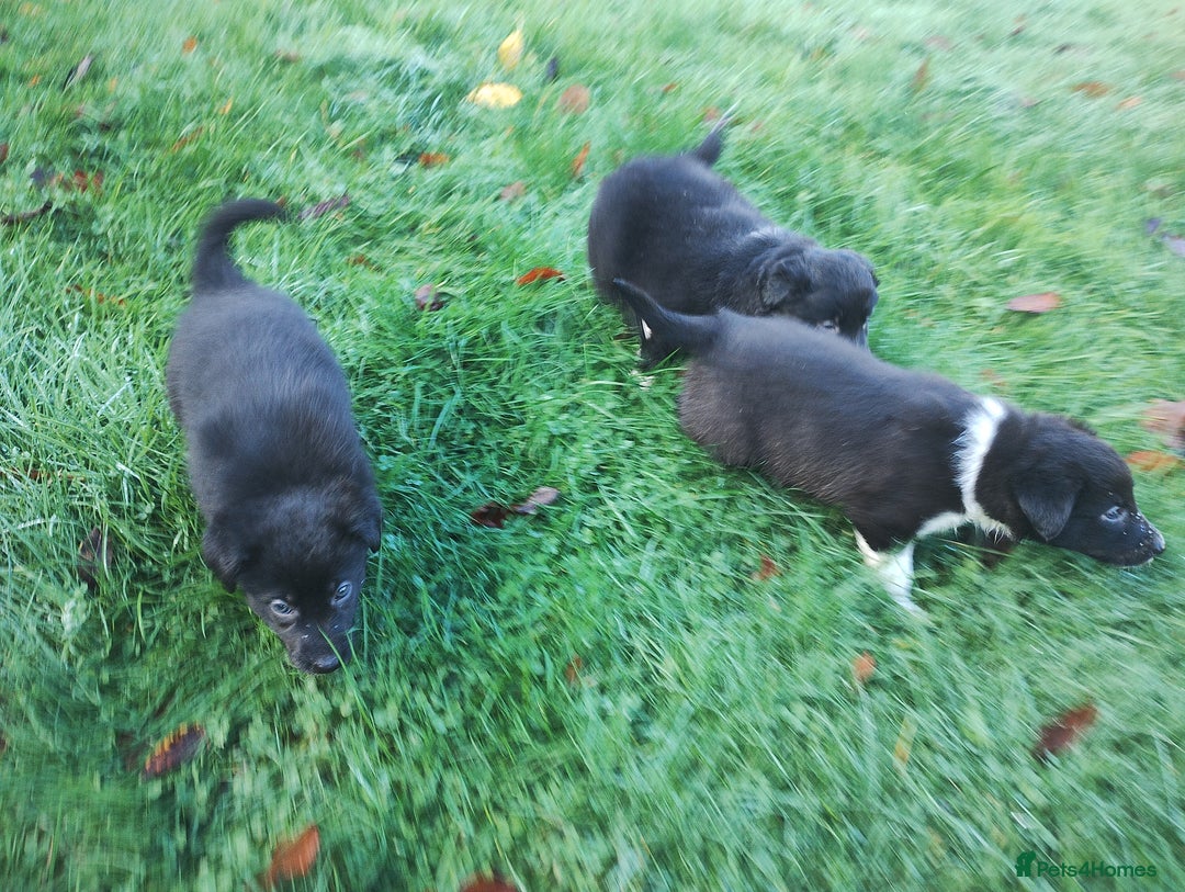 Border Collie dogs for sale: Border Collie Puppies Top Quality! - Advert 18