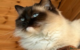 Ragdoll cats for sale: Very friendly fluffy girls - Image 4