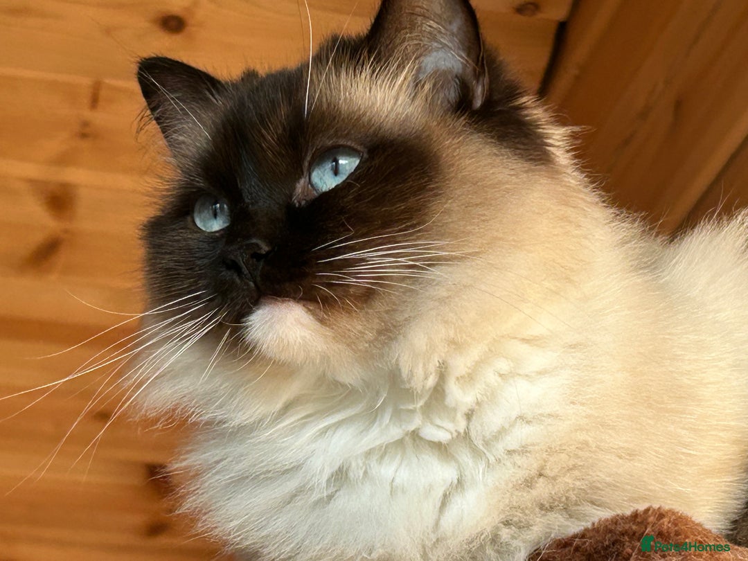 Ragdoll cats for sale: Very friendly fluffy girls - Image 4