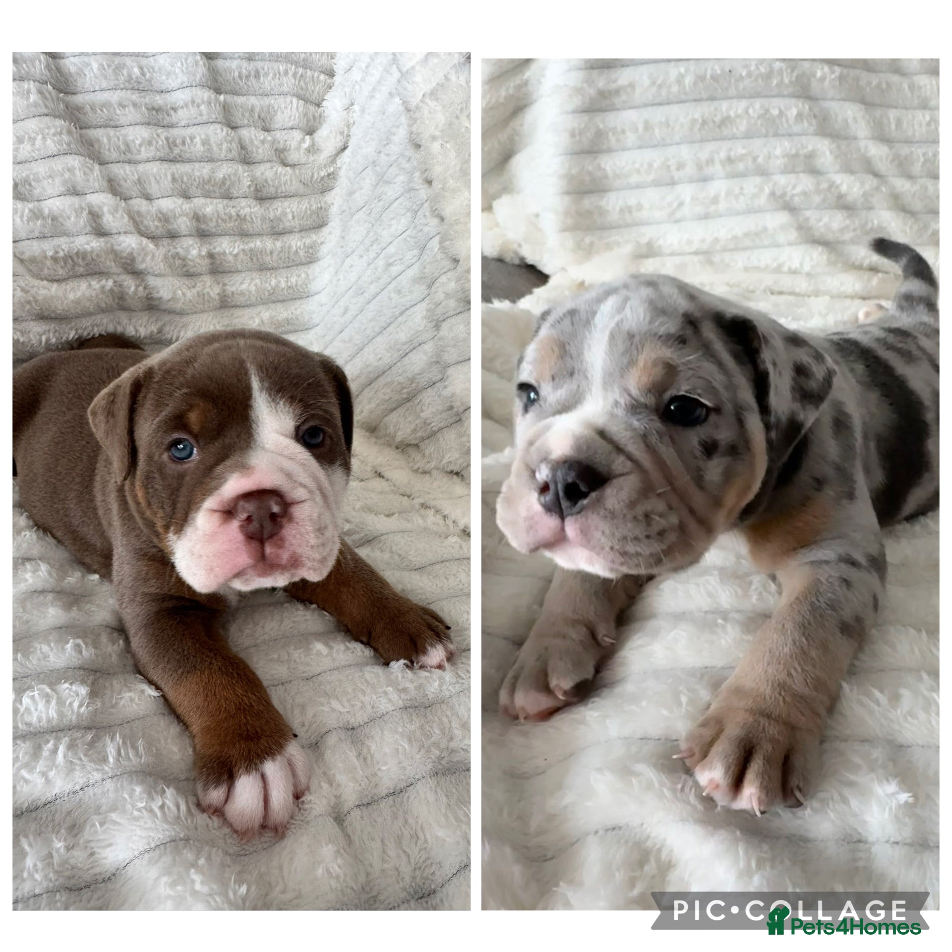 Old Tyme Bulldog dogs Only 2 beautiful pups left Bertie and Belle - Advert 10