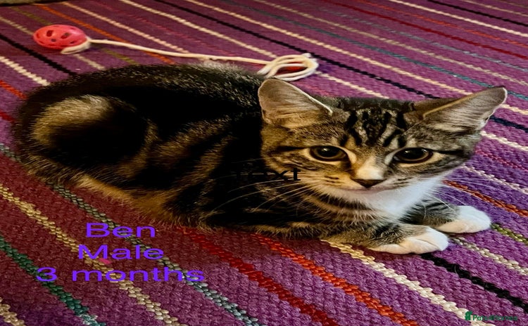 Mixed Breed cats - Advert 17