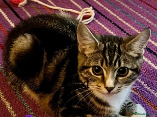 Mixed Breed cats - Advert 15