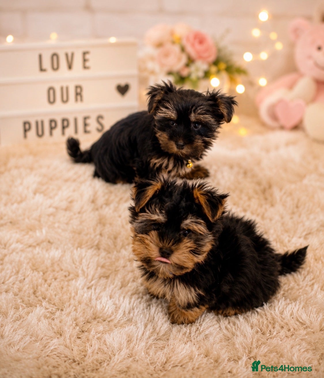Yorkshire Terrier dogs Tiny Toy Yorkshire Terrier Puppies (Yorkie) - Advert 2