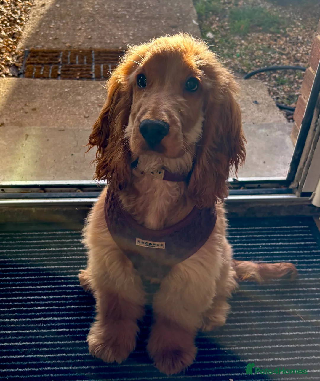 Cocker Spaniel dogs for sale: FEMALE SHOW COCKER SPANIEL ( LADY )  - Advert 4