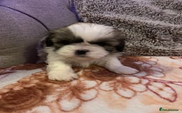 Shih Tzu dogs for sale: 2 female Shih Tzu puppies  - Image 8