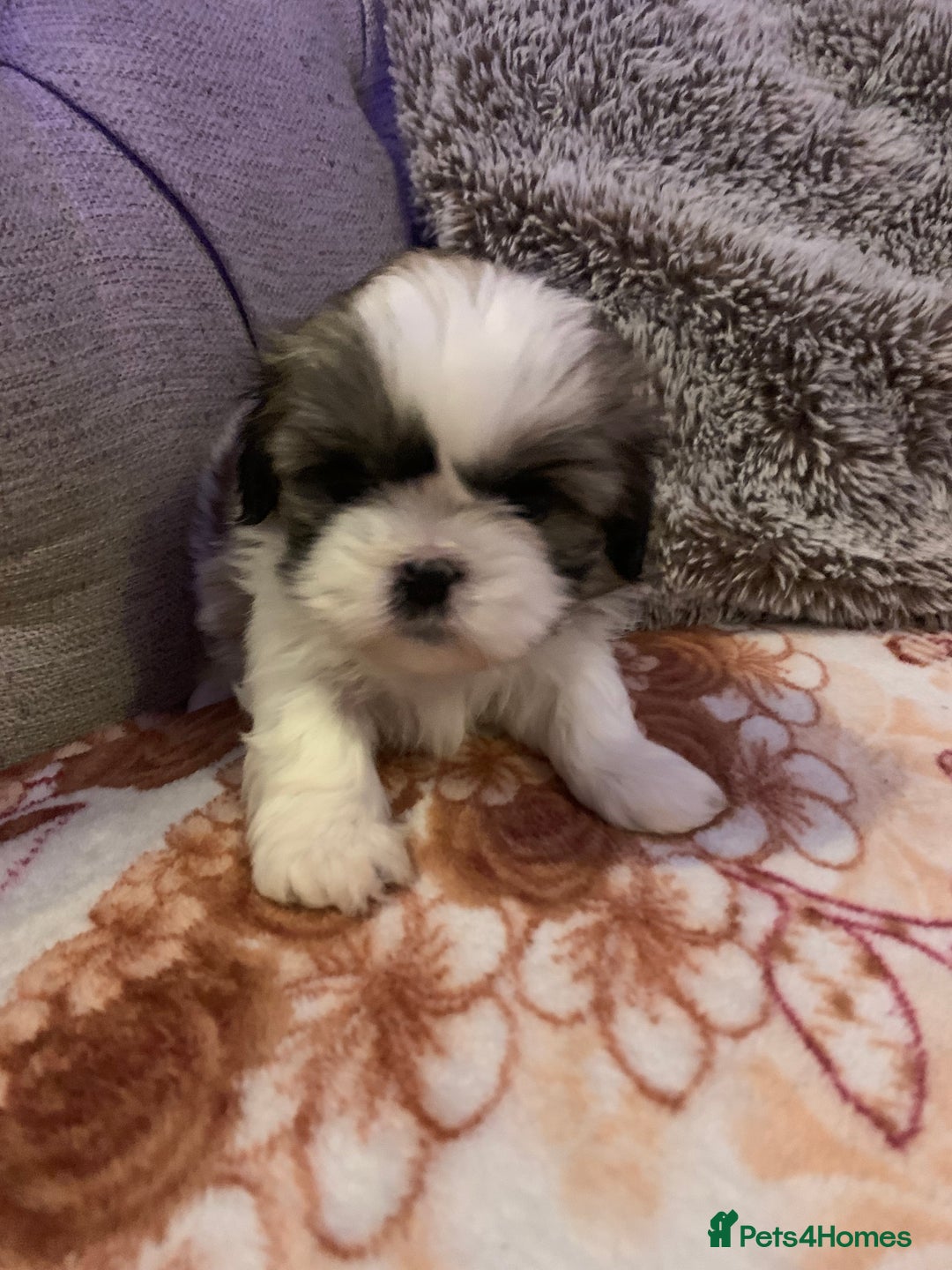 Shih Tzu dogs for sale: 2 female Shih Tzu puppies  - Image 8