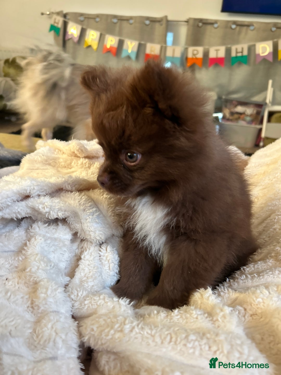Pomeranian dogs for sale: 1 stunning rare markings Pom ready now  - Advert 23