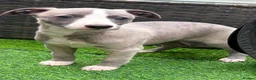 Whippet dogs for sale: NEW KIDS ON THE BLOCK /STUNNING  RKC LITTER  - Advert 16
