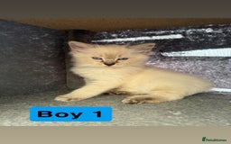 Ragdoll cats for sale: *stunning* litter of 7 ragdoll kittens  - Image 4