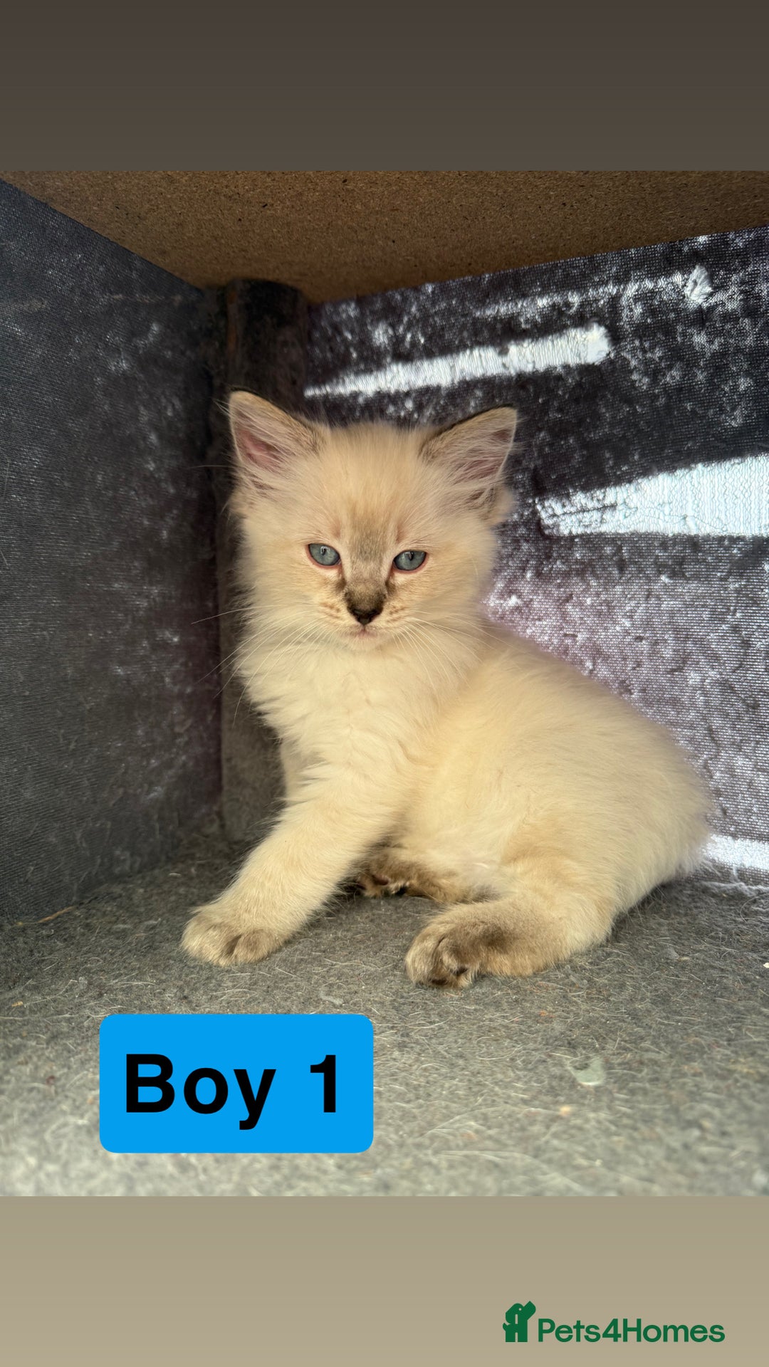 Ragdoll cats for sale: *stunning* litter of 7 ragdoll kittens  - Image 4