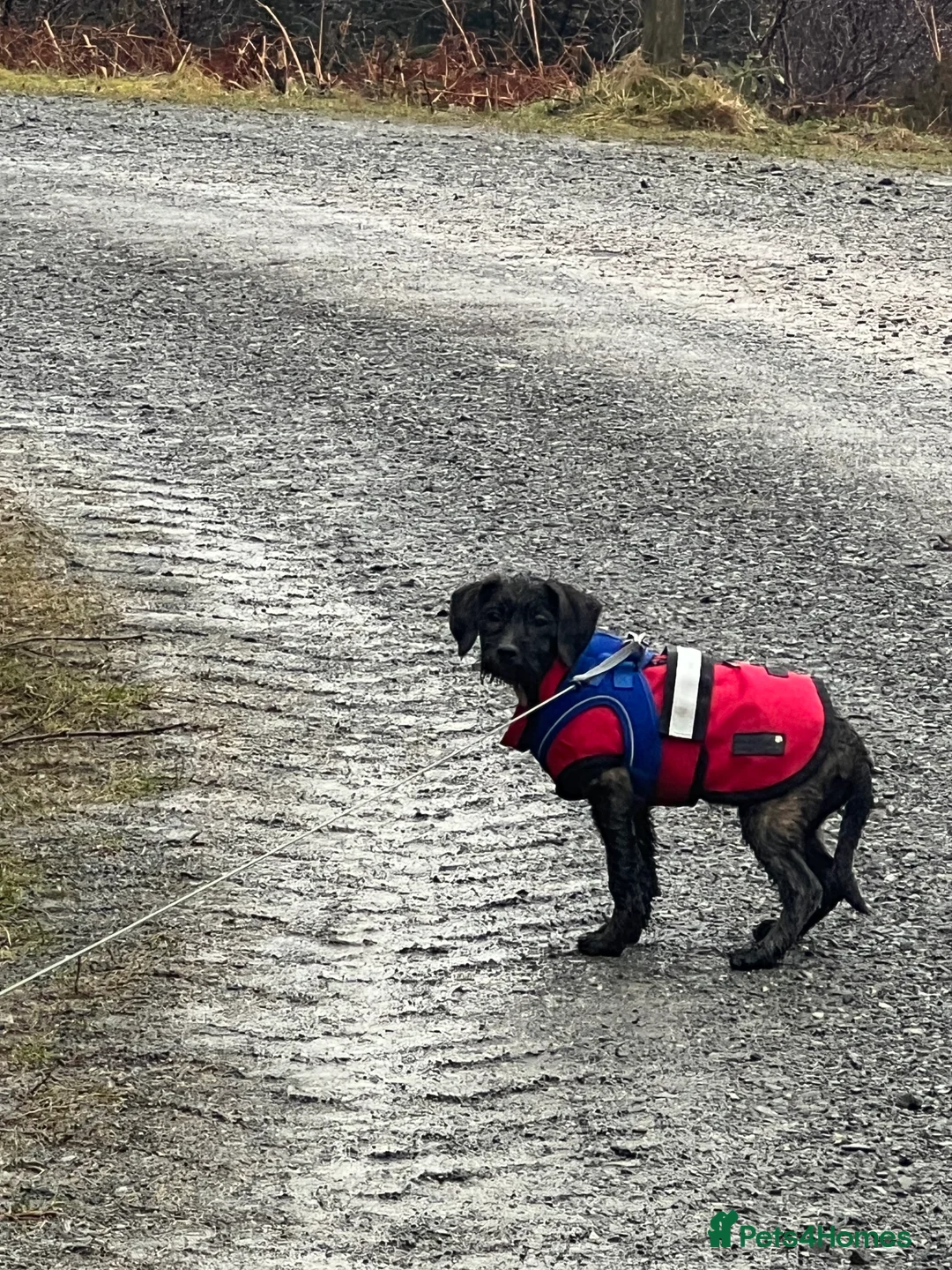 Cockapoo dogs for sale: Coco the cocker poo puppy  in Leeds - Advert 2