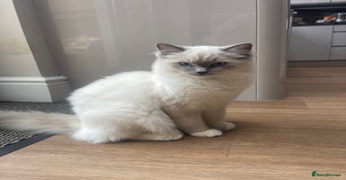 Mixed Breed cats - Advert 8
