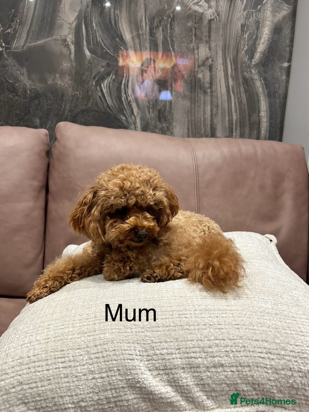 Toy Poodle dogs for sale: Tiny red toy poodles  - Image 10