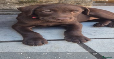 Labrador Retriever dogs - Advert 8