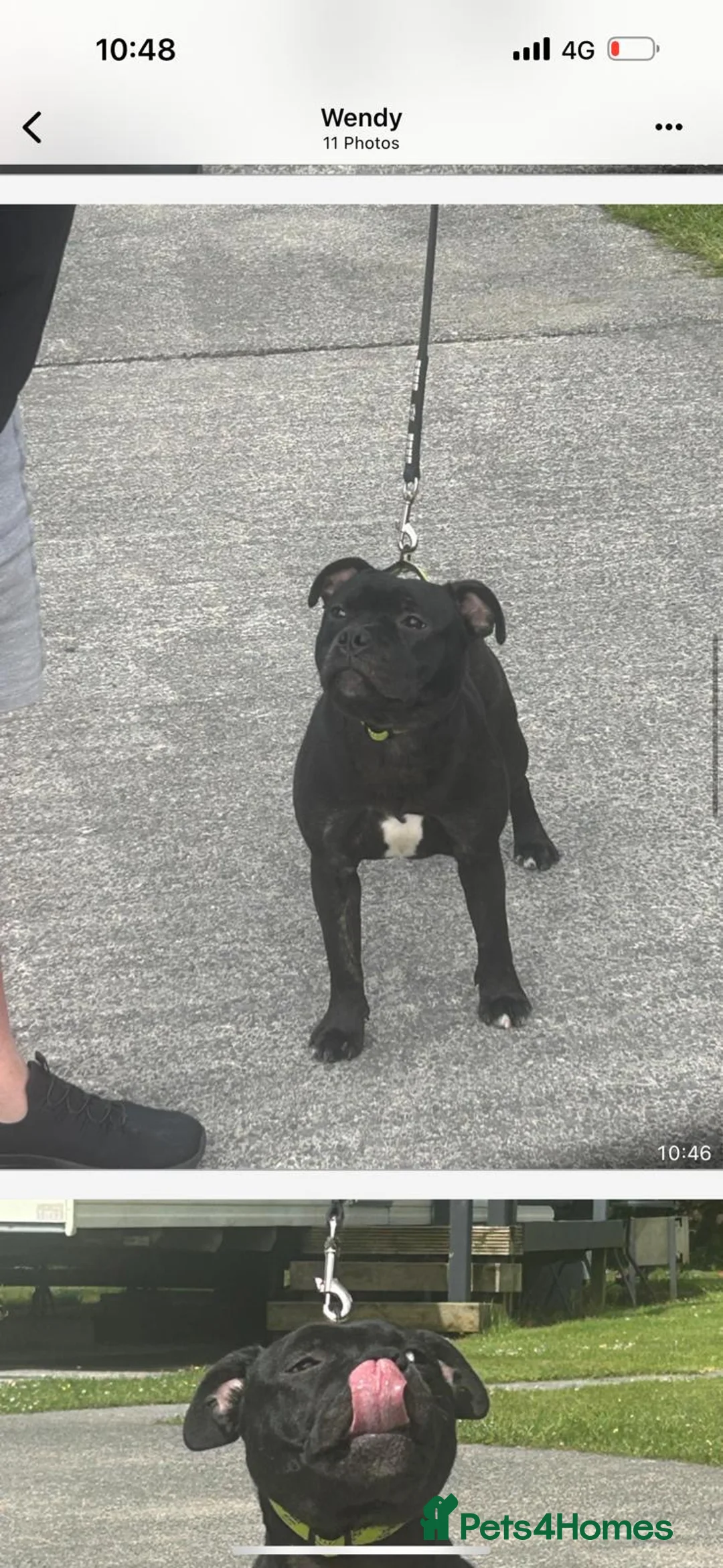 Staffordshire Bull Terrier dogs for sale: Staffordshire Bull Terrier puppy dog  in Pontyclun - Advert 2