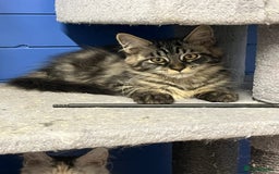 Maine Coon cats for sale: Beautiful Maine Coon kittens for sale - Image 16