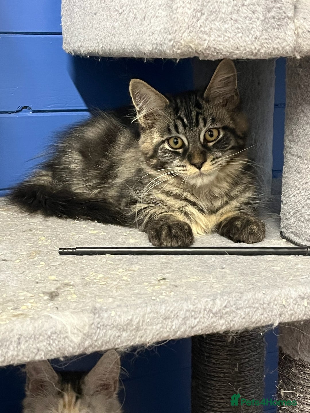 Maine Coon cats for sale: Beautiful Maine Coon kittens for sale - Image 16