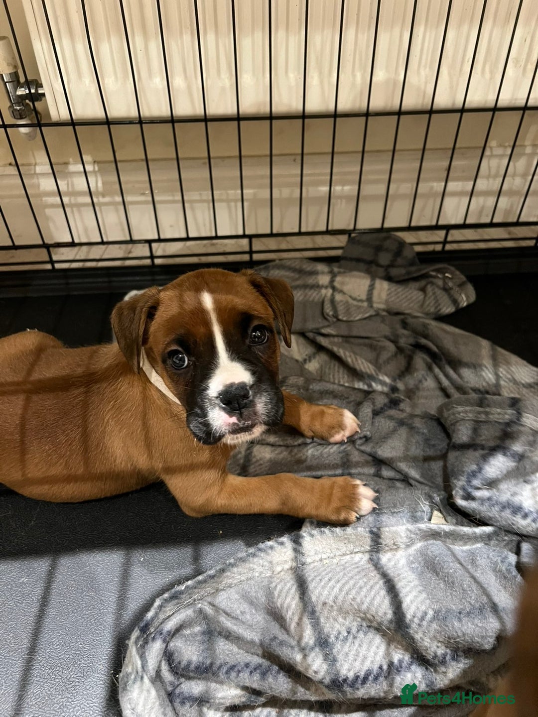 Boxer dogs for sale: 5 🌟 KC registered Boxer pups - Image 5
