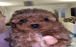 Toy Poodle dogs for sale: Tiny Asian Toy Poodle girl  - Image 1