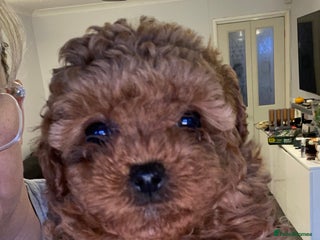 Toy Poodle dogs - Advert 1