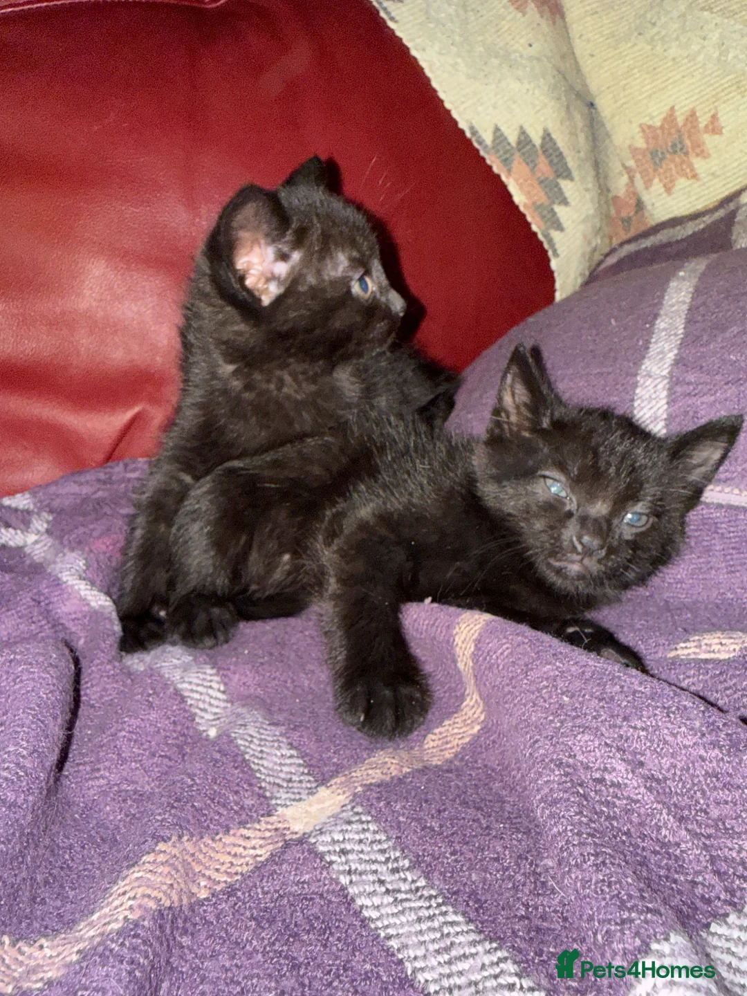 Mixed Breed cats for sale: 2 black kittens available, 1 male one female - Advert 2