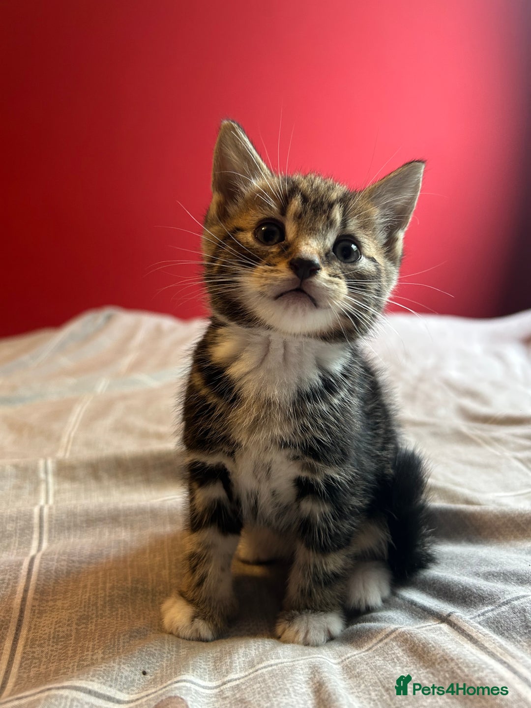 Domestic Shorthair cats for sale: 4 tabby kittens and 1 tuxedo kitten for sale! - Image 14