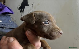 Patterdale Terrier dogs for sale: #Sold# Quality Patterdale Terrier Pups - Image 14