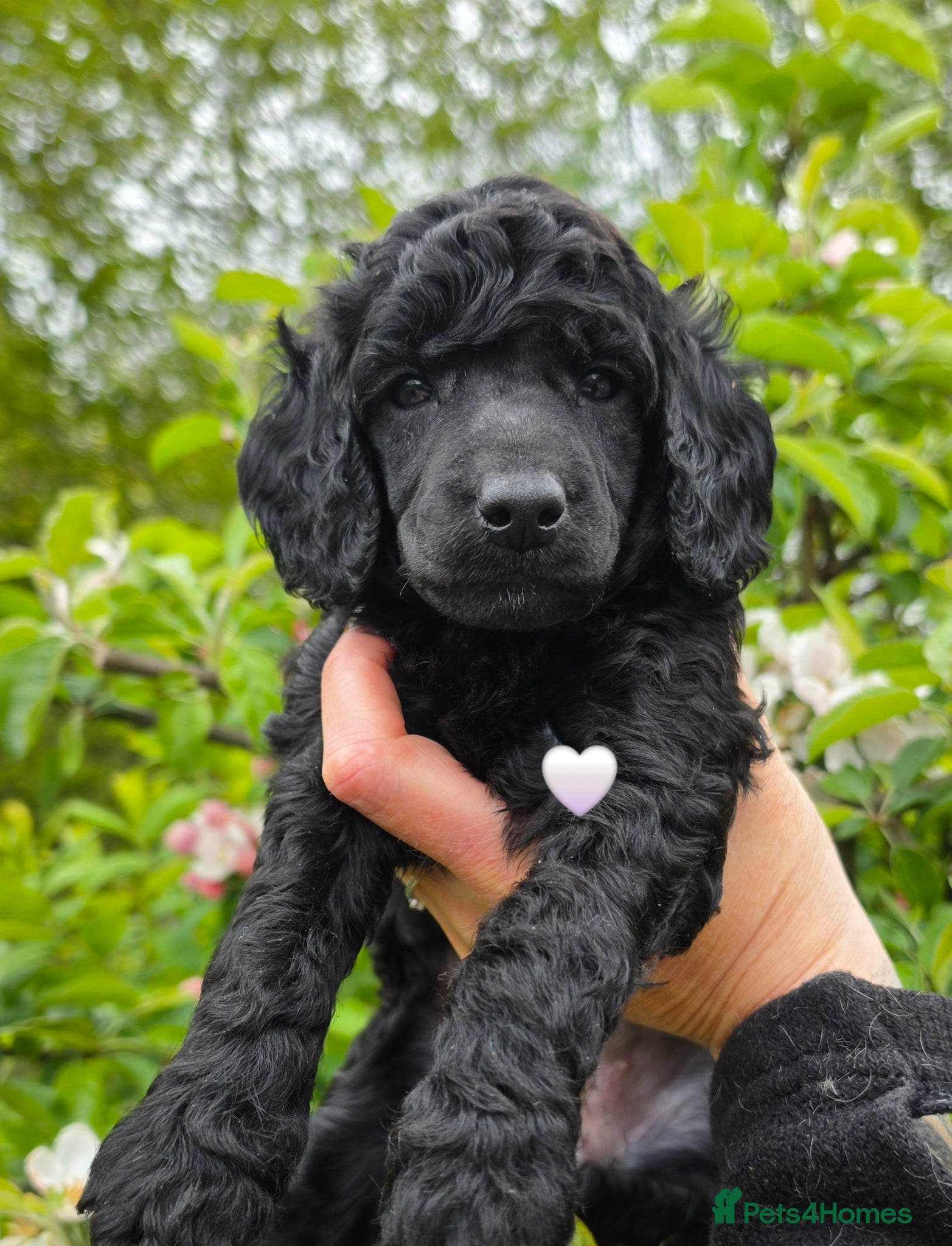 Poodle dogs Exceptional health tested Moyen Poodles  - Advert 2