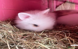 Lionhead rabbits for sale: 2 male left. 6 females  - Image 14