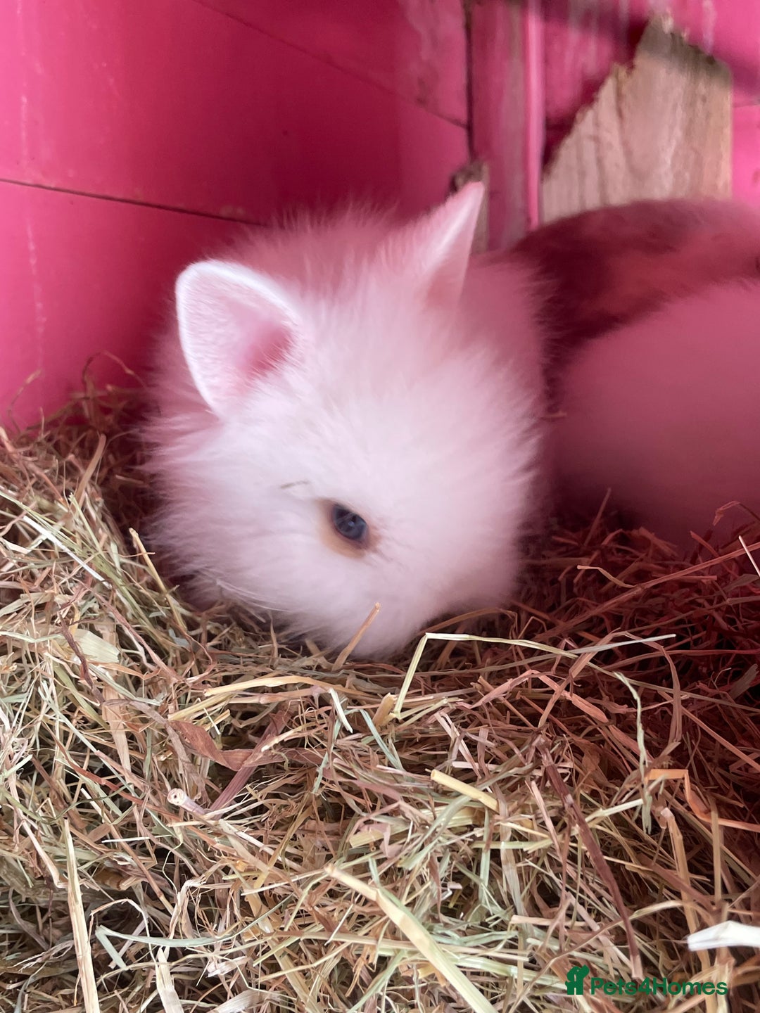 Lionhead rabbits for sale: 2 male left. 6 females  - Image 14