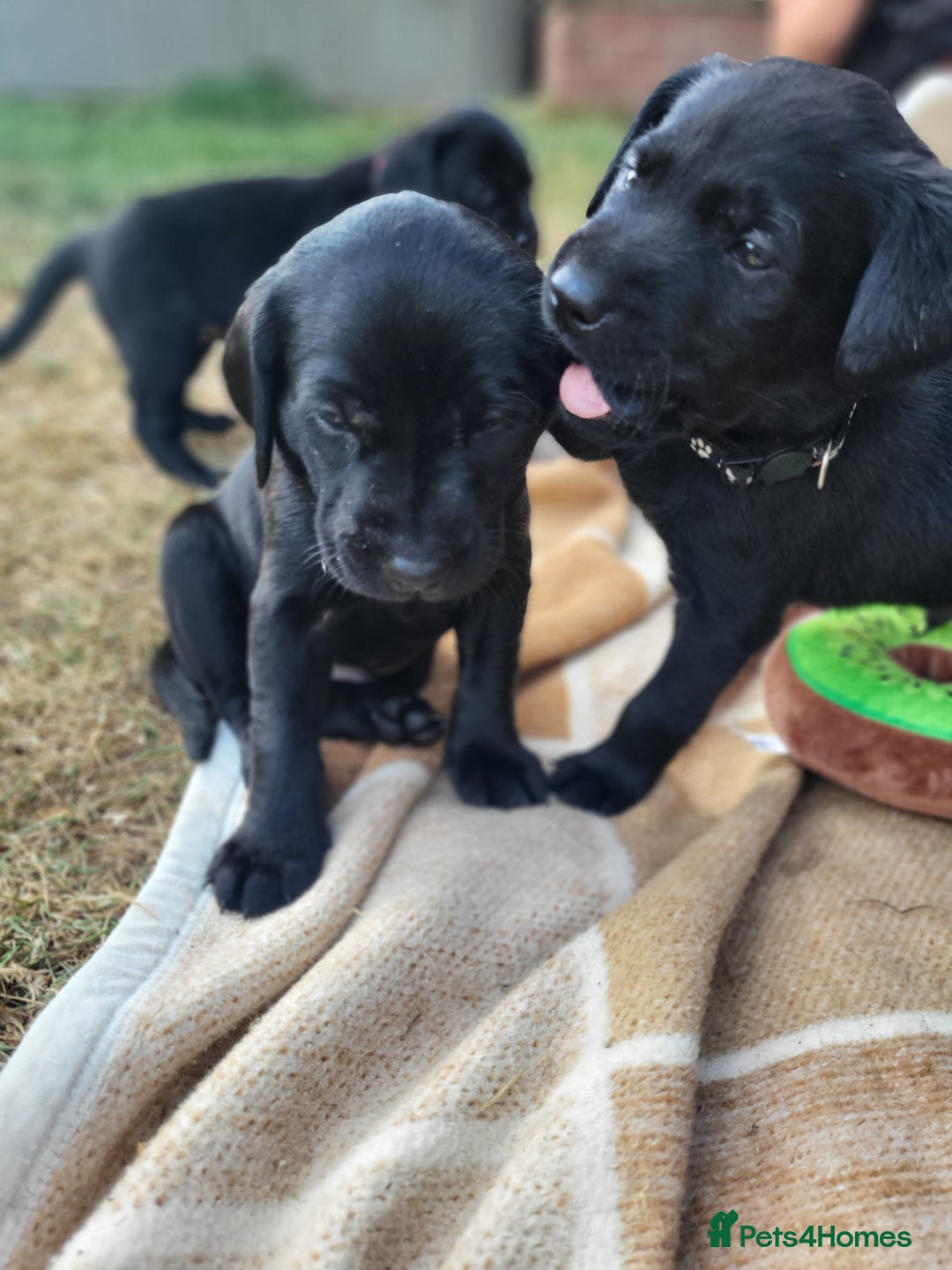 Labrador Retriever dogs for sale: Kc labrador puppies in Much Wenlock - Image 11
