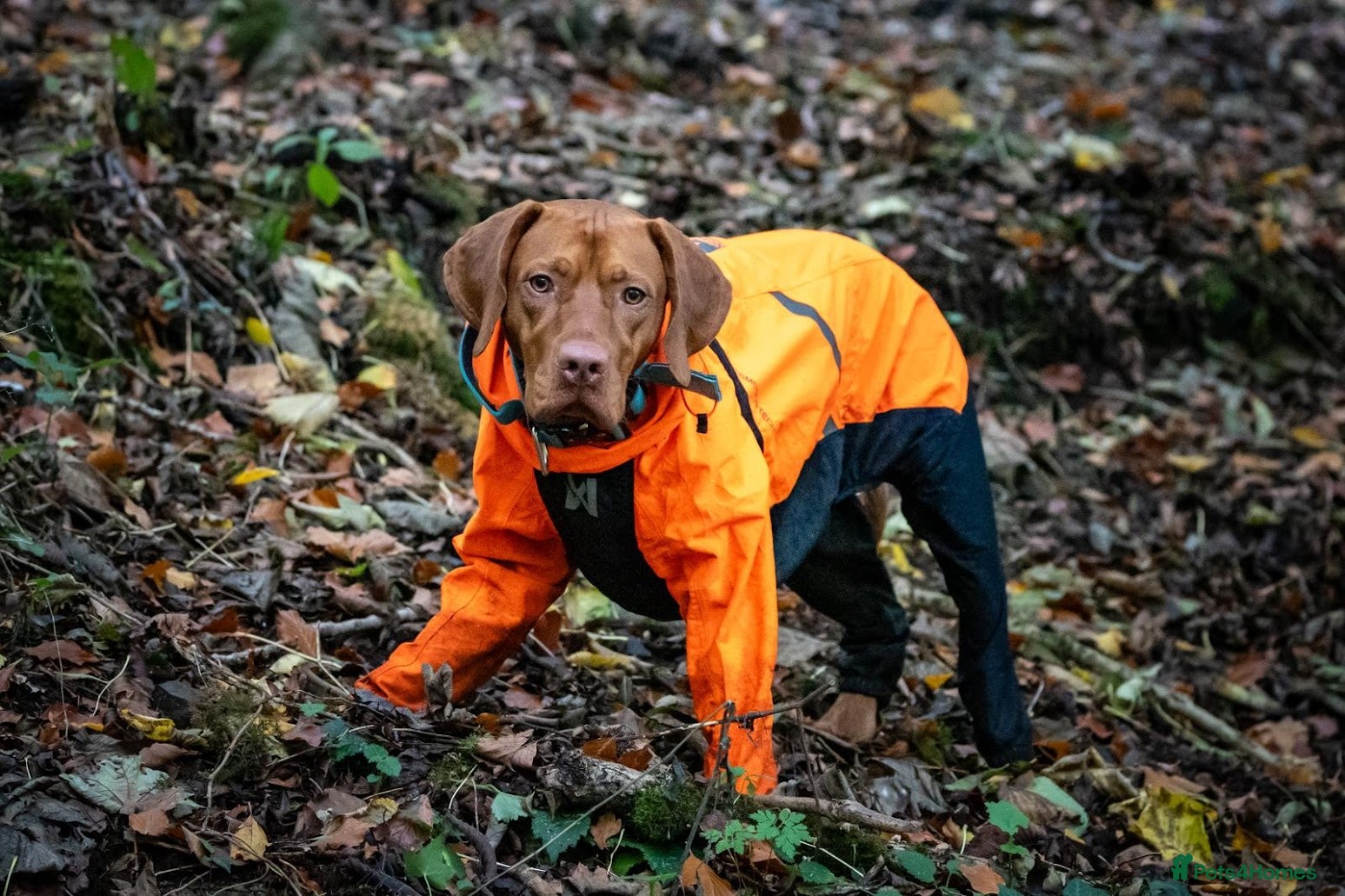 Hungarian Vizsla dogs 2 Year Old Viszla Boy Looking for Forever Home - Advert 3