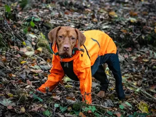 Hungarian Vizsla dogs 2 Year Old Viszla Boy Looking for Forever Home - Advert 3