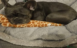 French Bulldog dogs for sale: 3 Year Old Blue Frenchie (GIRL) - Image 5