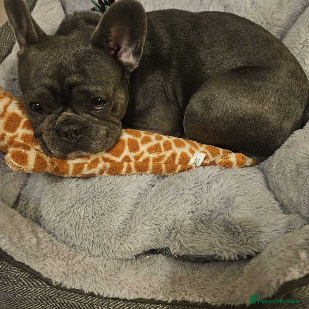 French Bulldog dogs for sale: 3 Year Old Blue Frenchie (GIRL) - Image 5