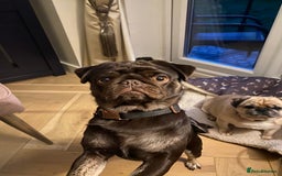 Pug dogs for sale: Chocolate Brown Pug - Image 17