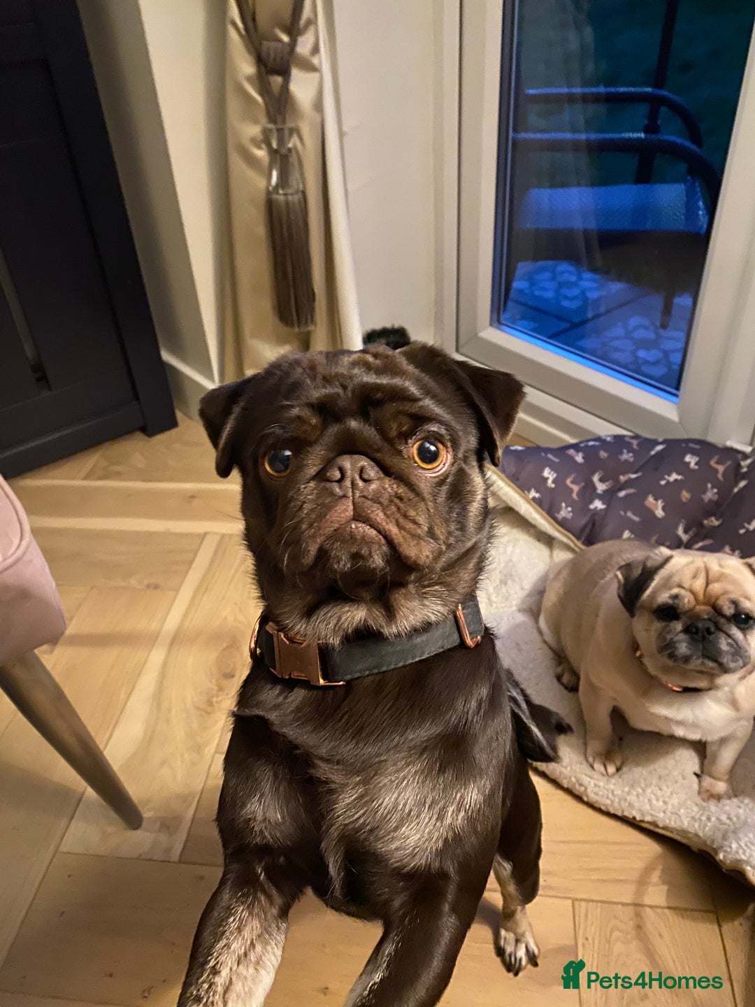 Pug dogs for sale: Chocolate Brown Pug - Image 17