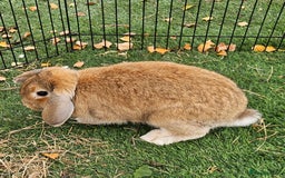 Mini Lop rabbits for sale: 💫💫💖Mini lop SOLD - Advert 4