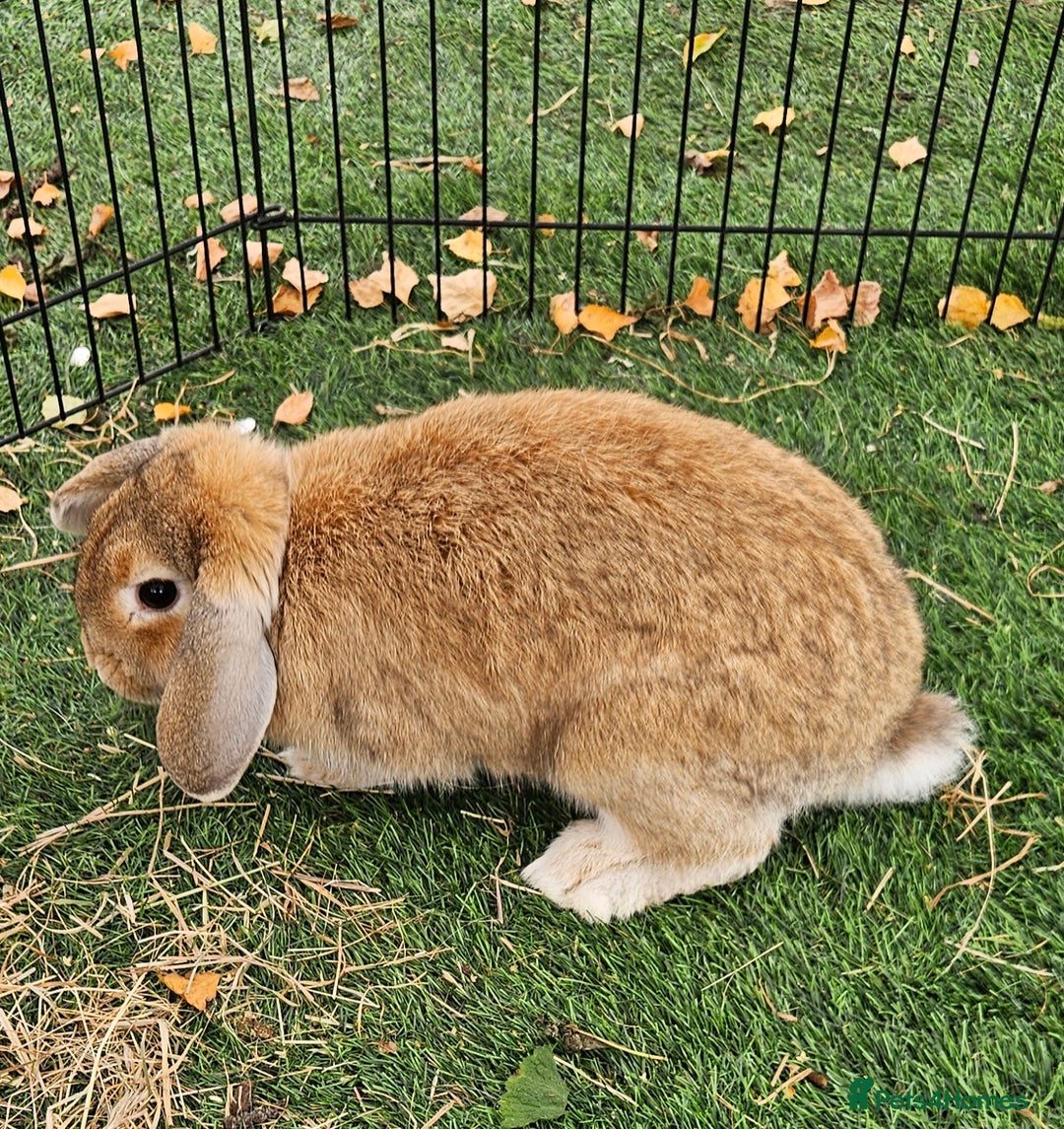 Mini Lop rabbits for sale: 💫💫💖Mini lop SOLD - Advert 4