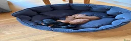 Cocker Spaniel dogs for sale: Litter of Cute Cocker Spaniels in Liverpool - Advert 20