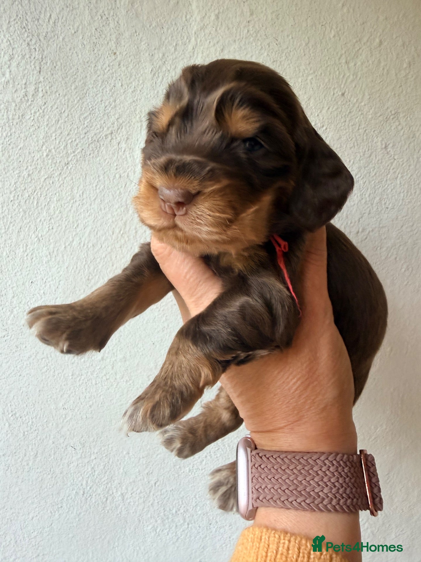 Cocker Spaniel dogs Show Type, KC Reg, health tested chocolates - Advert 2