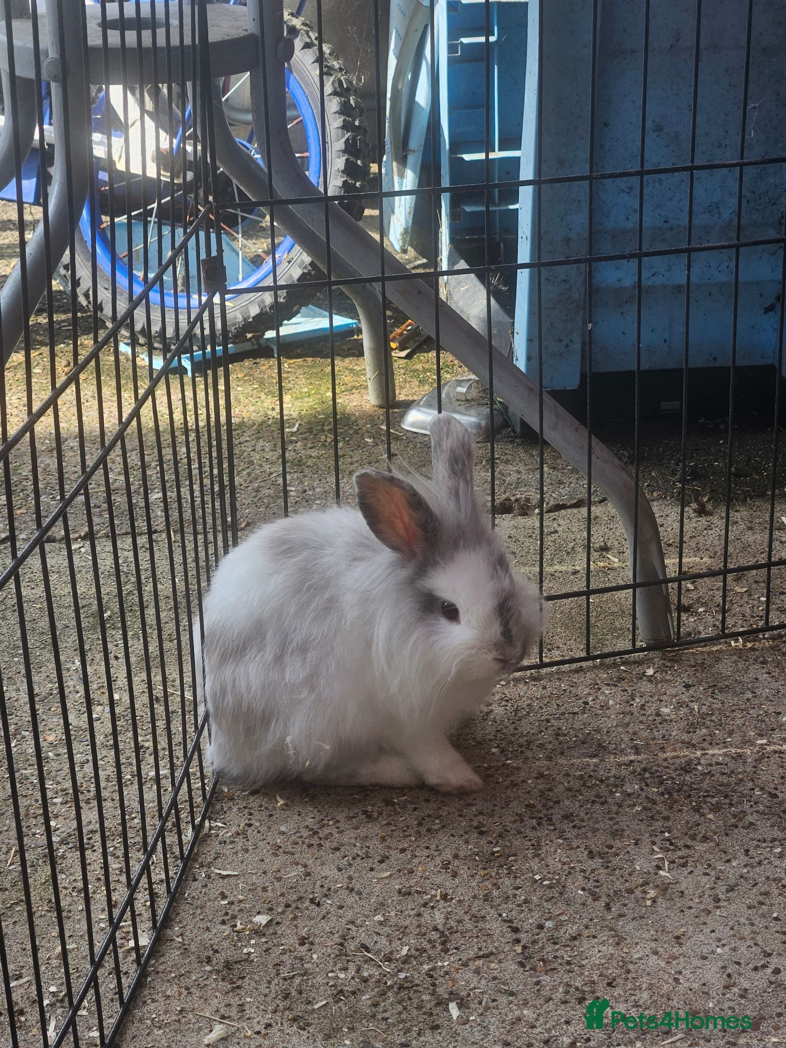 Mixed Breed rabbits Lop and lion lop half brothers - bonded. - Advert 2