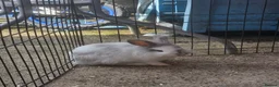Mixed Breed rabbits for sale: Lop and lion lop half brothers - bonded. - Advert 2