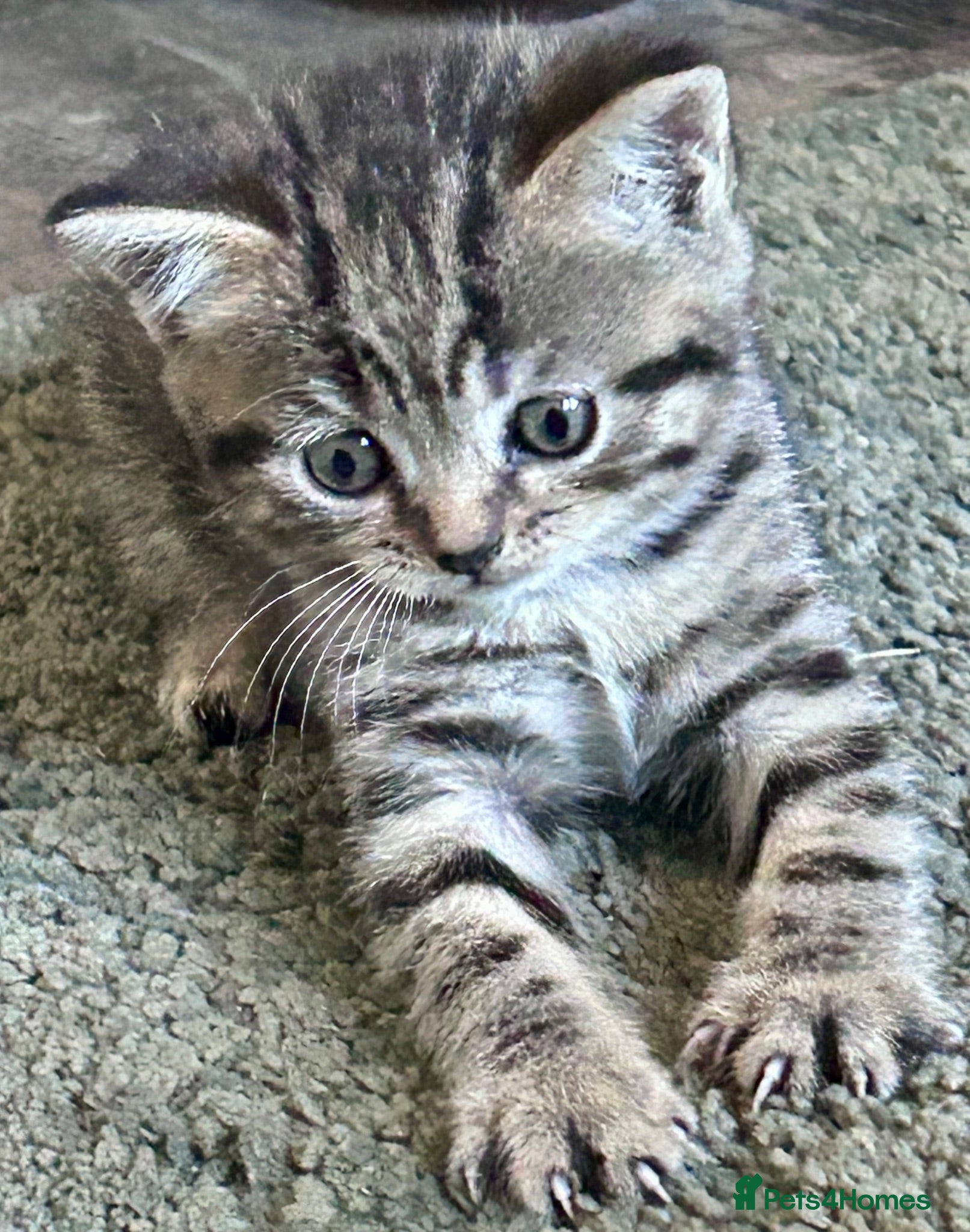 Scottish Fold cats Scottish Straight 4 boys and 3 girls remaining  - Advert 1