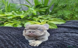 French Bulldog dogs for sale: Big Perm, fluffy and furnished frenchies  - Image 6