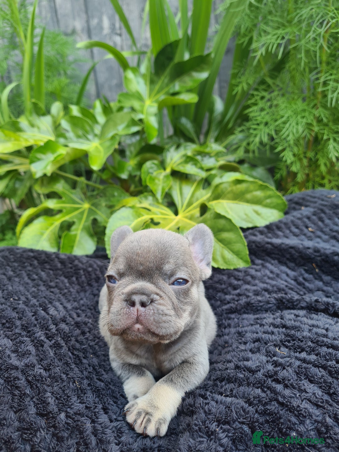 French Bulldog dogs for sale: Big Perm, fluffy and furnished frenchies  - Image 6