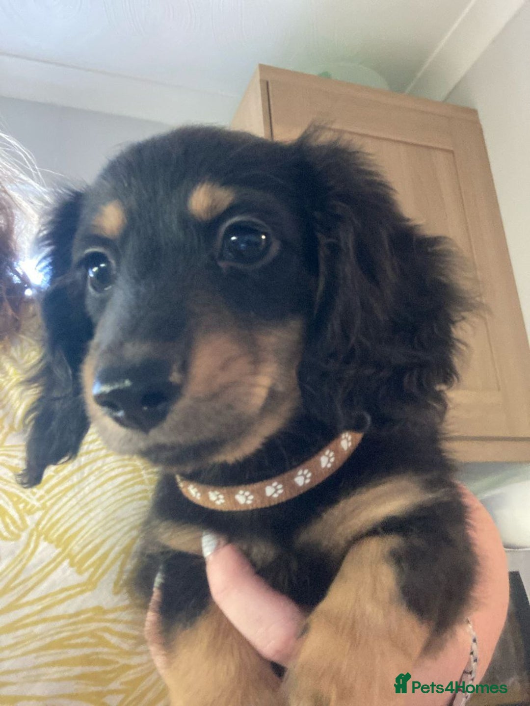 Miniature Dachshund dogs for sale: Adorable Longhaired Miniature Dachshund Puppies - Image 4