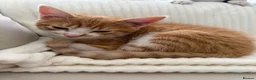 Mixed Breed cats for sale: Ginger  in Wakefield - Advert 4