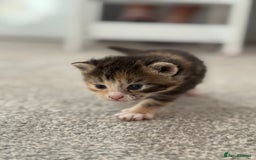 Mixed Breed cats for sale: Female kittens  - Image 8